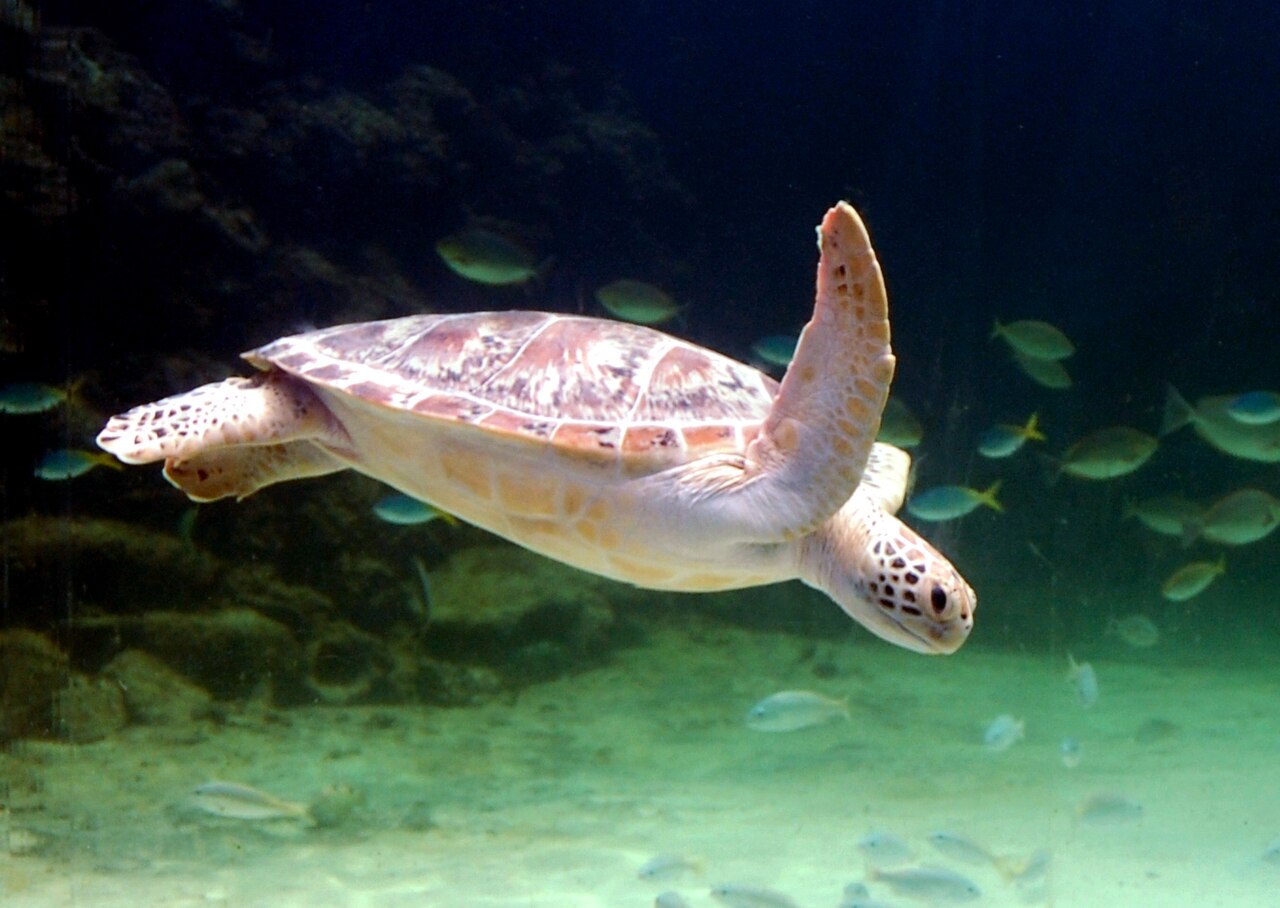 Batismo de Mergulho em Paraty